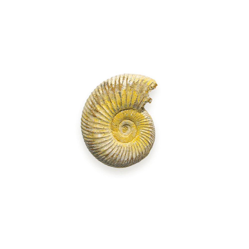 Ammonite Fossil