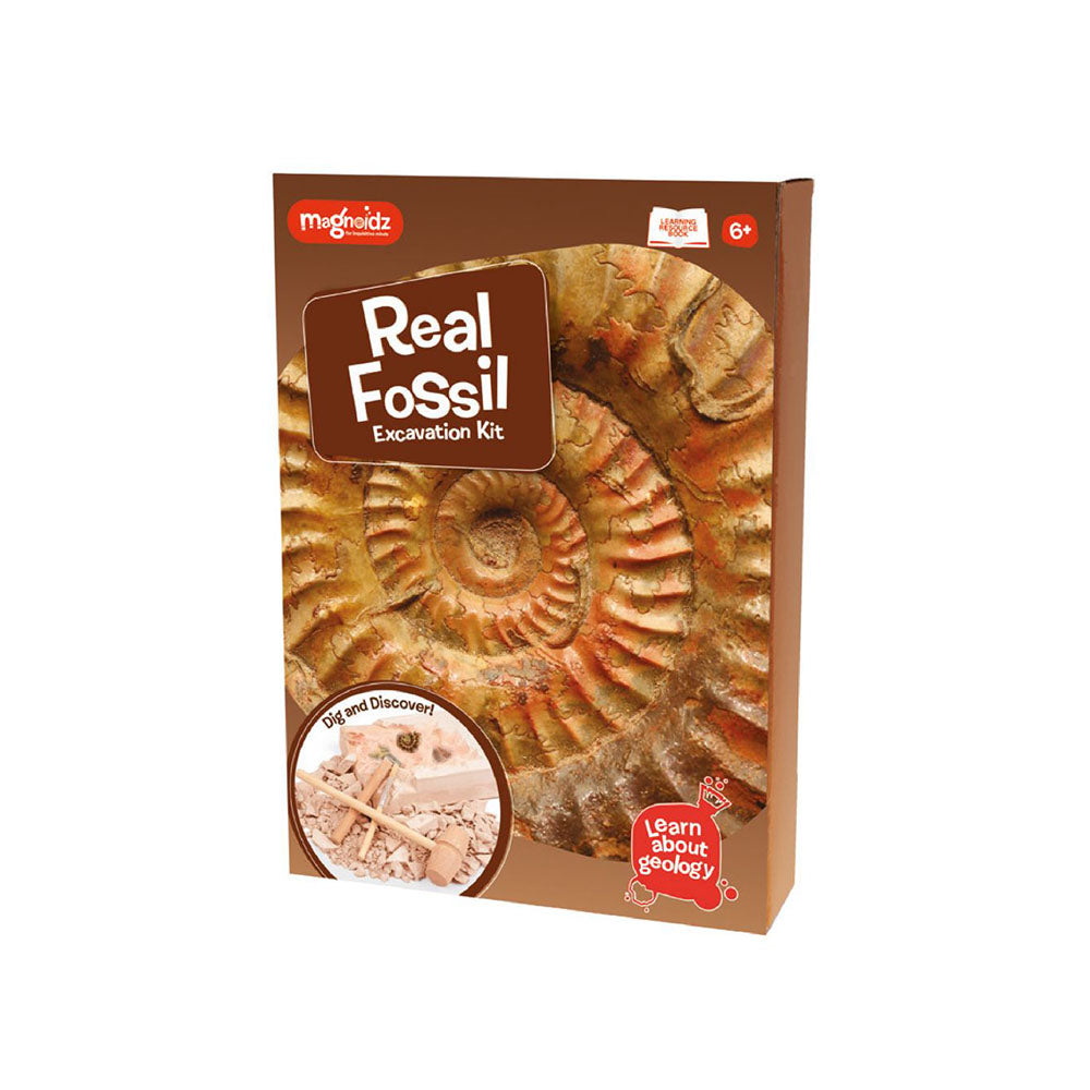 Fossil Dig Kit