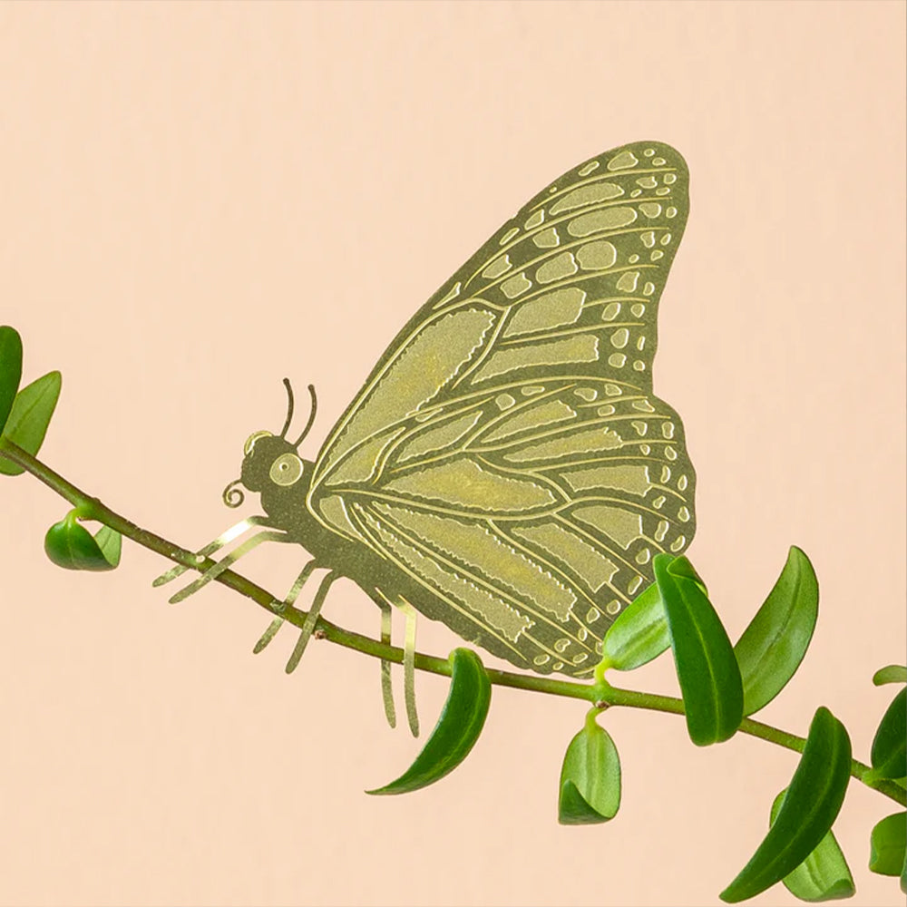 Plant Animal Butterfly